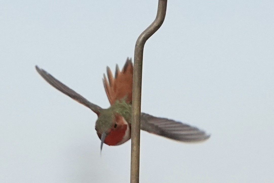 Allen's Hummingbird - ML534469691