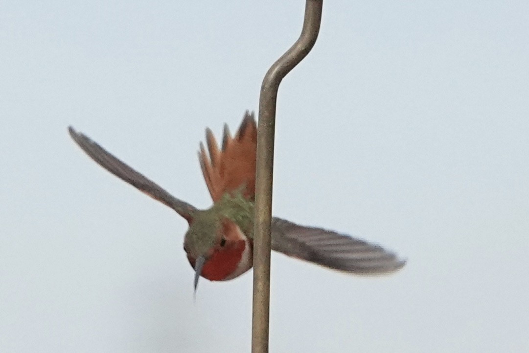 Colibrí de Allen - ML534469691