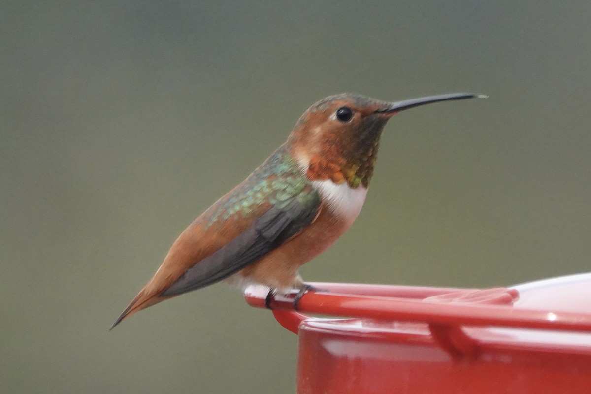 Colibrí de Allen - ML534469791