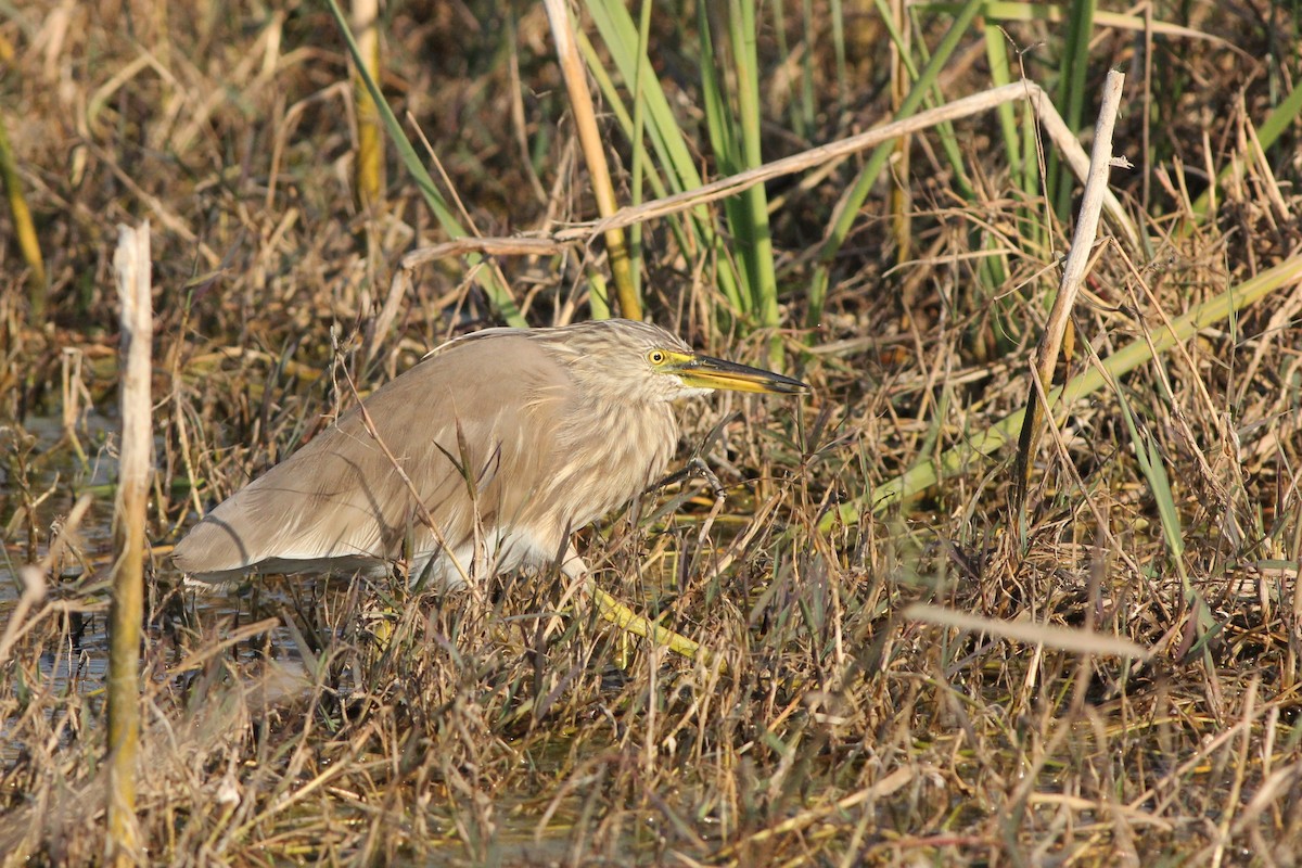 Indian Pond-Heron - ML534469921