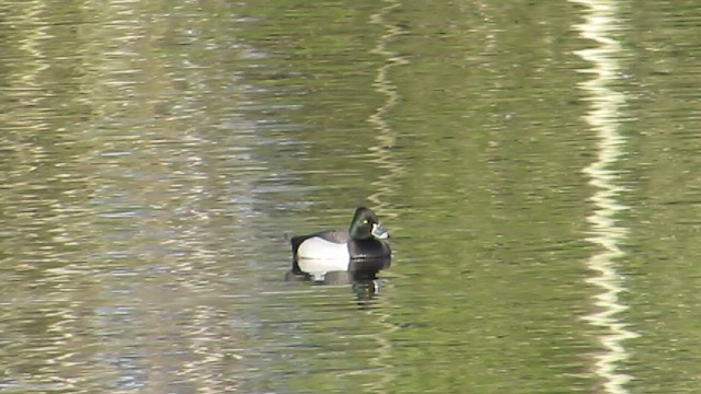 Ring-necked Duck x scaup sp. (hybrid) - ML534469981