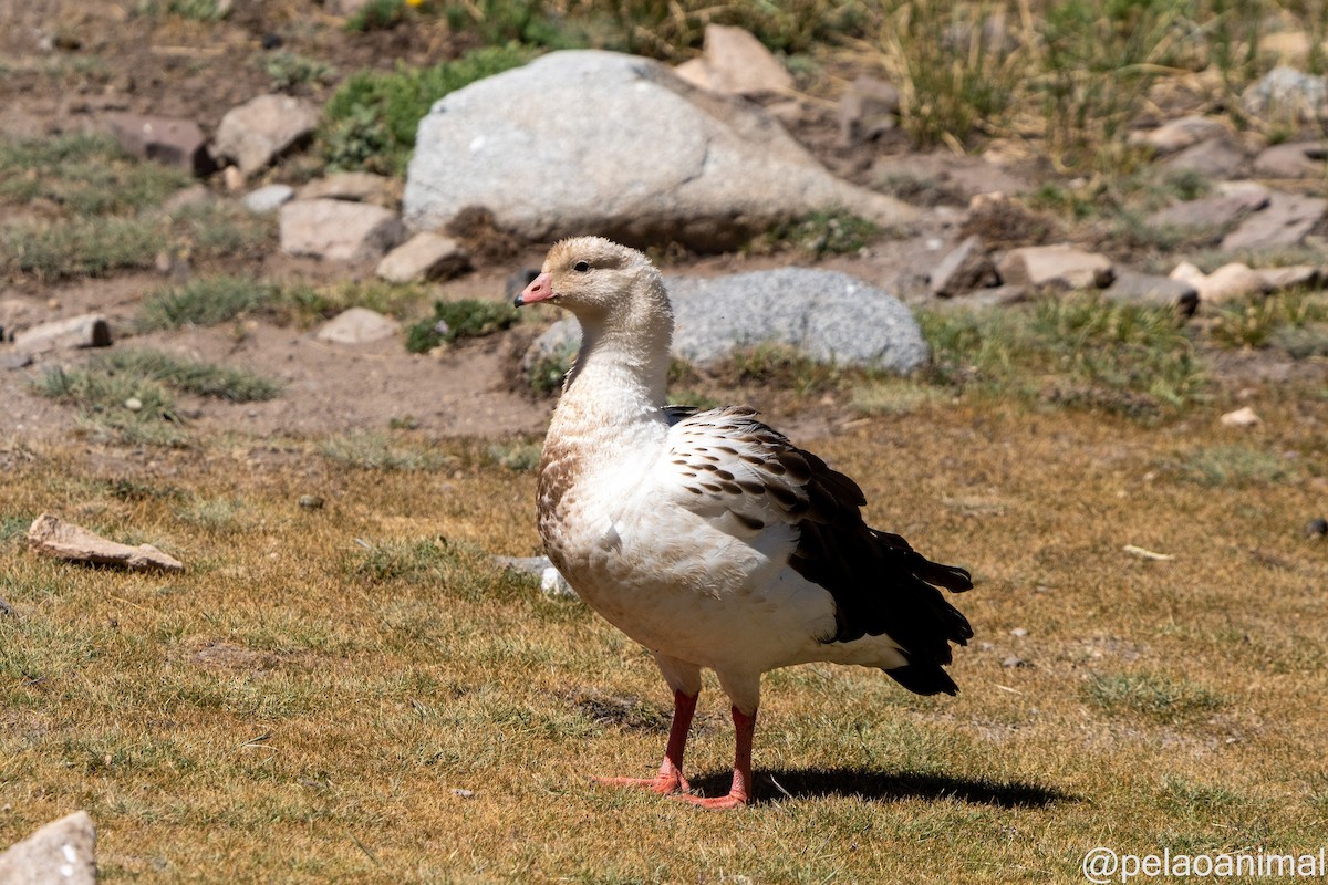 Andean Goose - Eduardo Carstens
