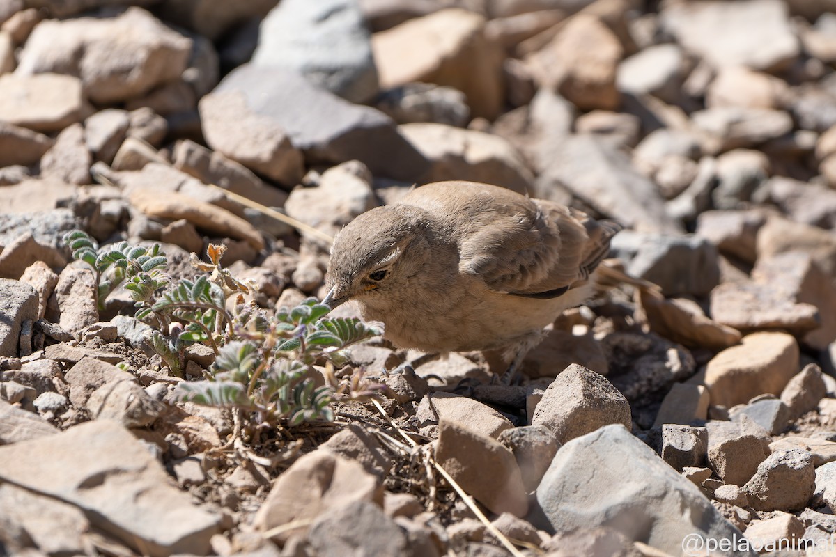 Rufous-banded Miner - Eduardo Carstens