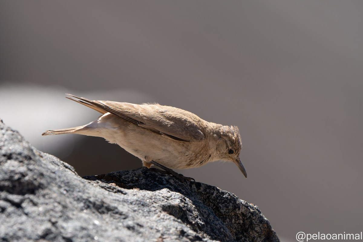 Creamy-rumped Miner - Eduardo Carstens