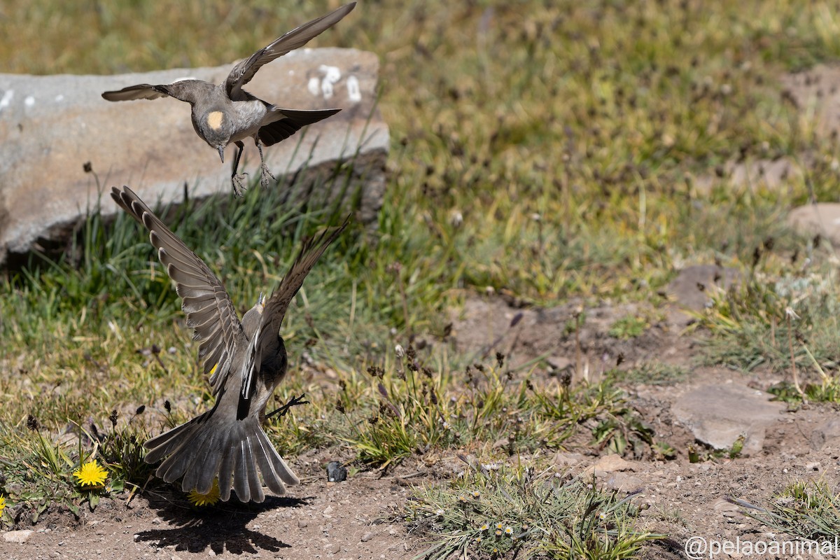 Ochre-naped Ground-Tyrant - Eduardo Carstens