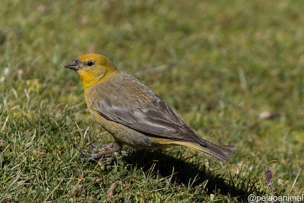 Greater Yellow-Finch - Eduardo Carstens