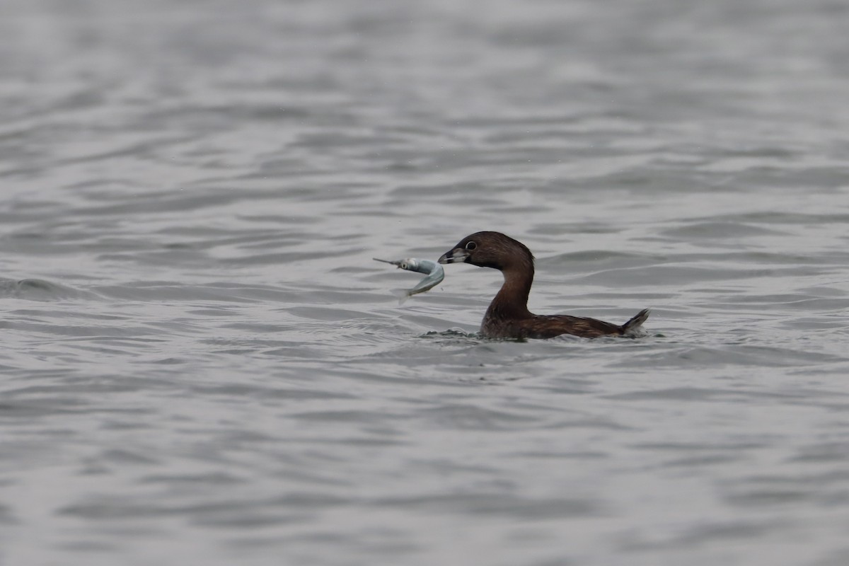 Pied-billed Grebe - ML534472341