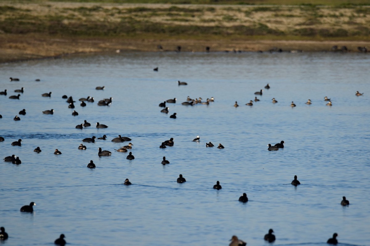 Bufflehead - ML534472941