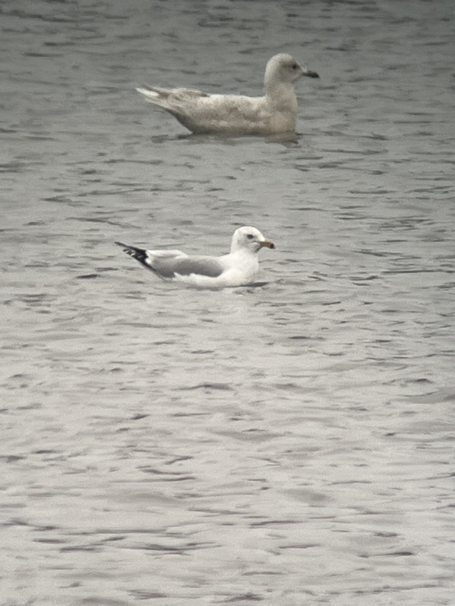 Iceland Gull - ML534473051