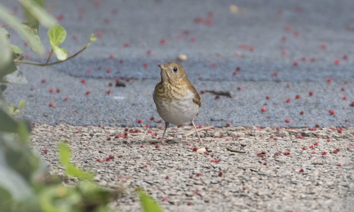 Veery - Heather Wolf