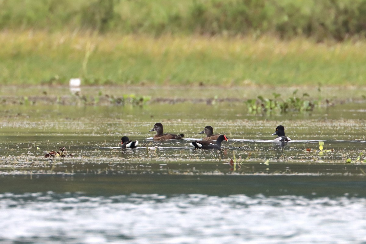 Ring-necked Duck - ML534473341