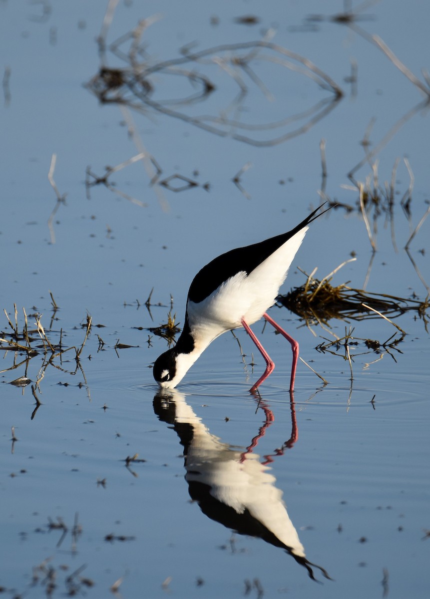 Black-necked Stilt - ML534473761