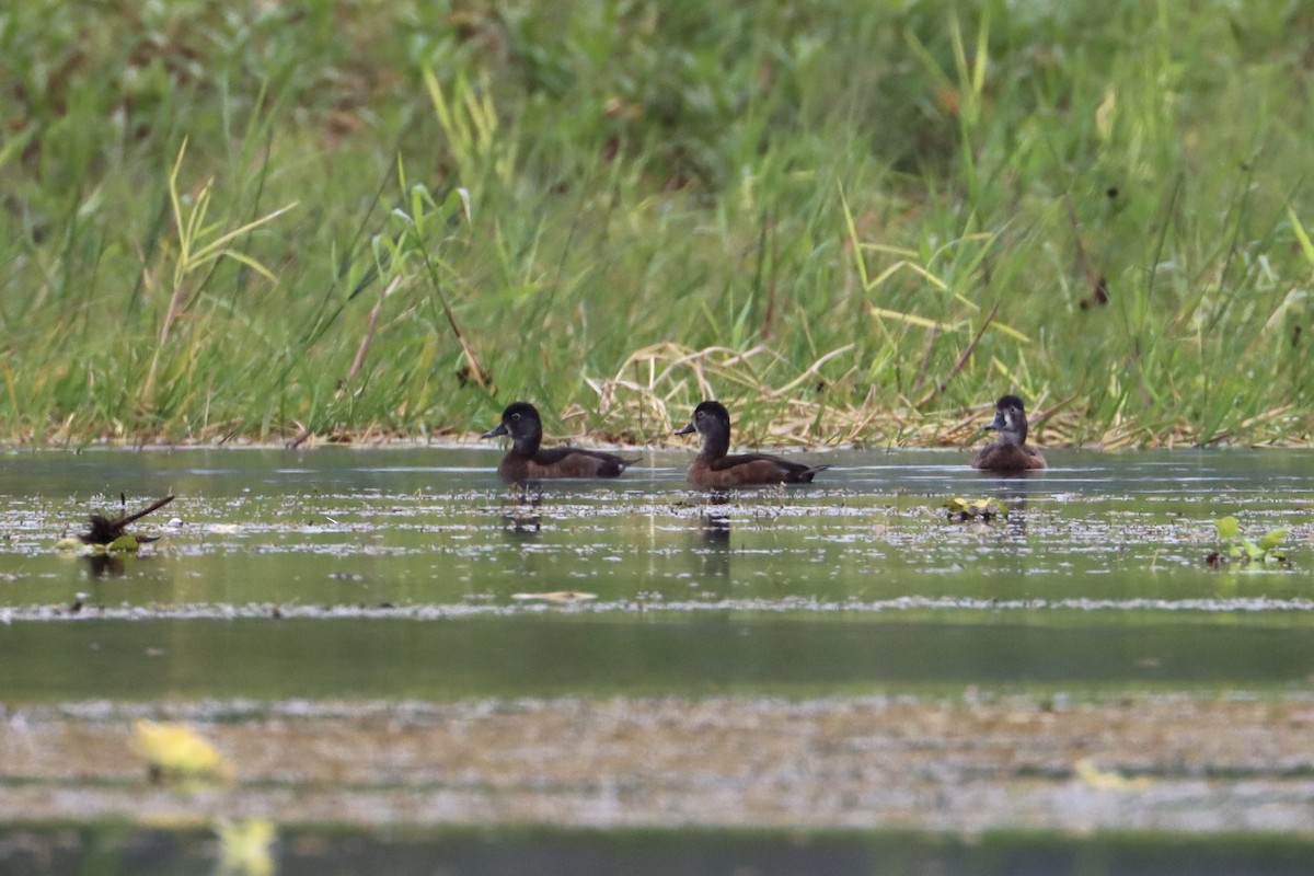 Ring-necked Duck - ML534473781