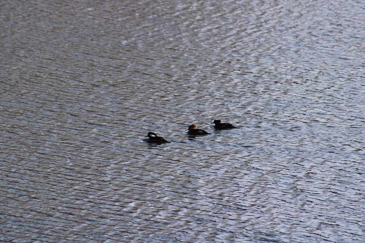 Hooded Merganser - Kimberly Merchant