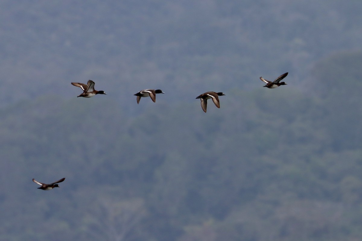 Lesser Scaup - ML534474631