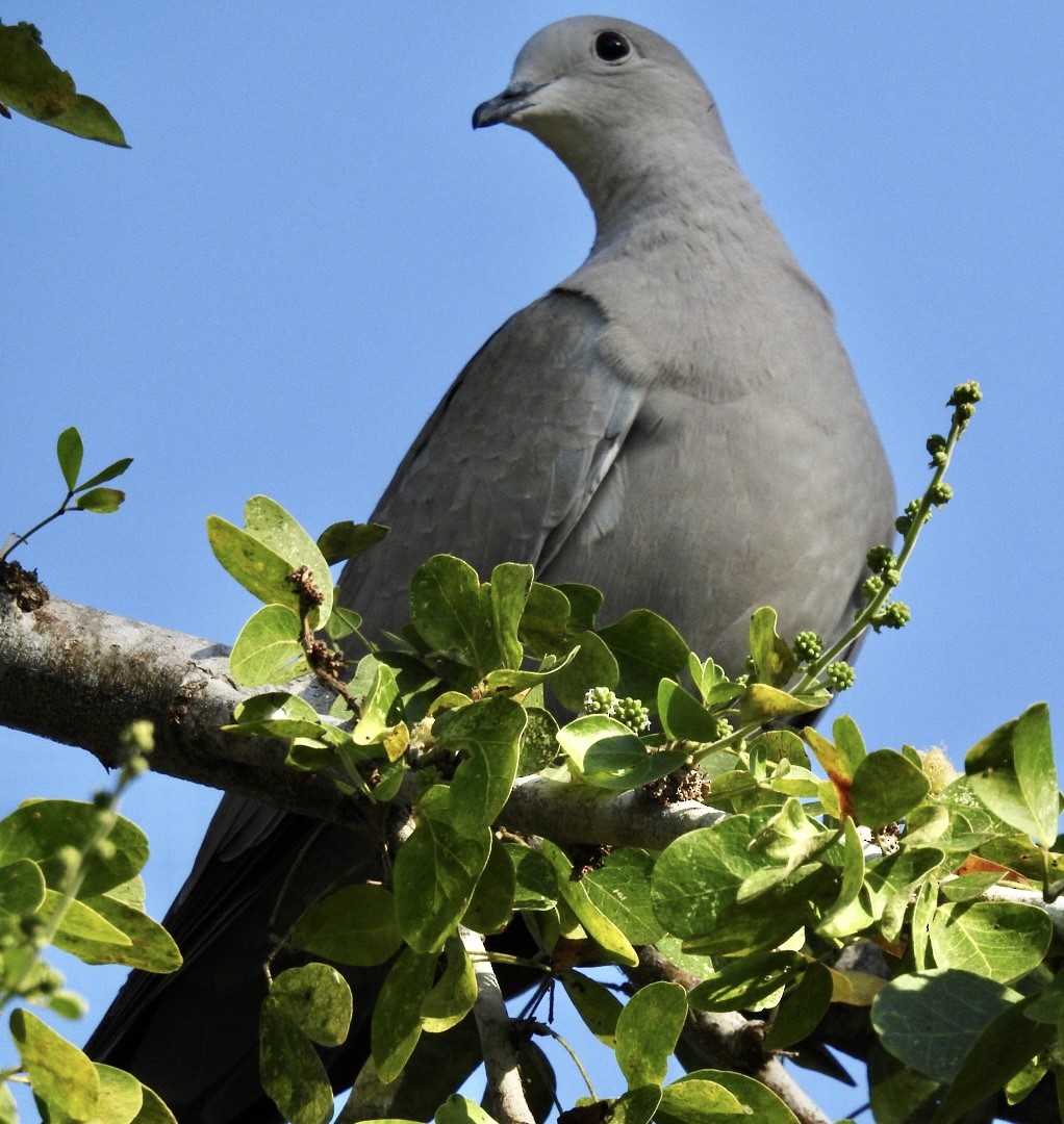 Eurasian Collared-Dove - ML534474881