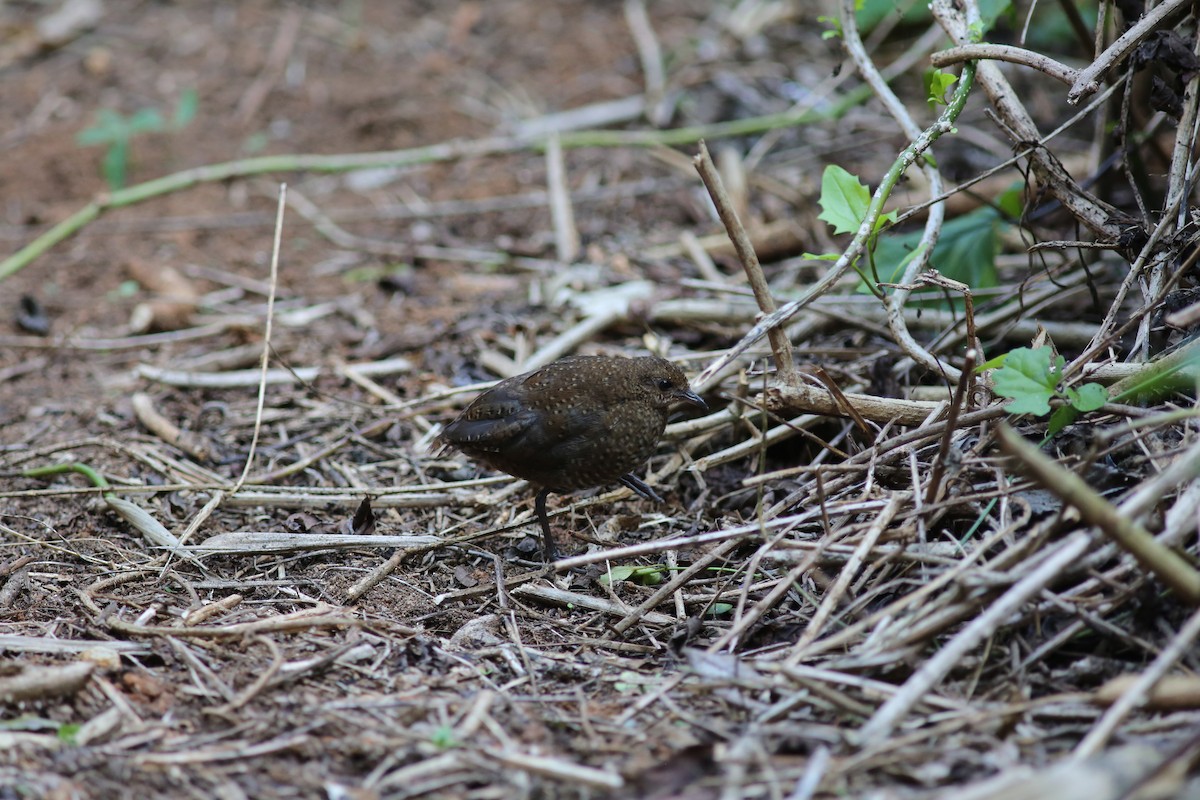 Buff-spotted Flufftail - ML534475161