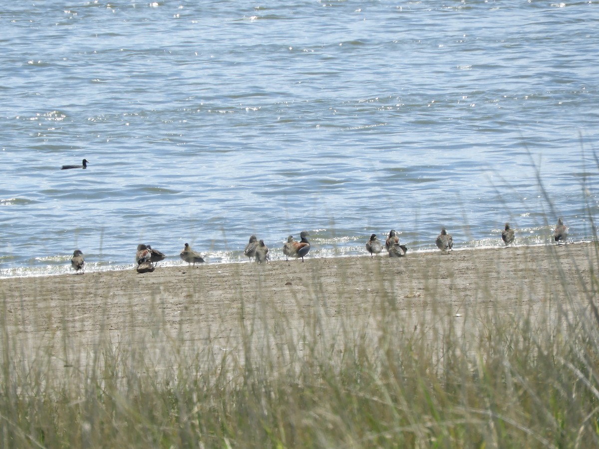 Ringed Teal - Gonzalo Diaz