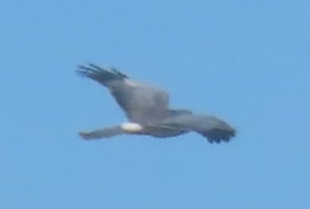 ハイイロチュウヒ - ML534475901