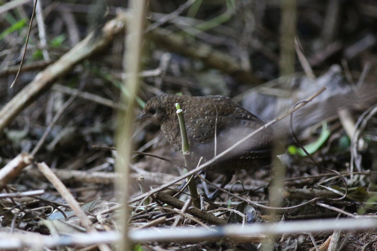 Buff-spotted Flufftail - ML534476741