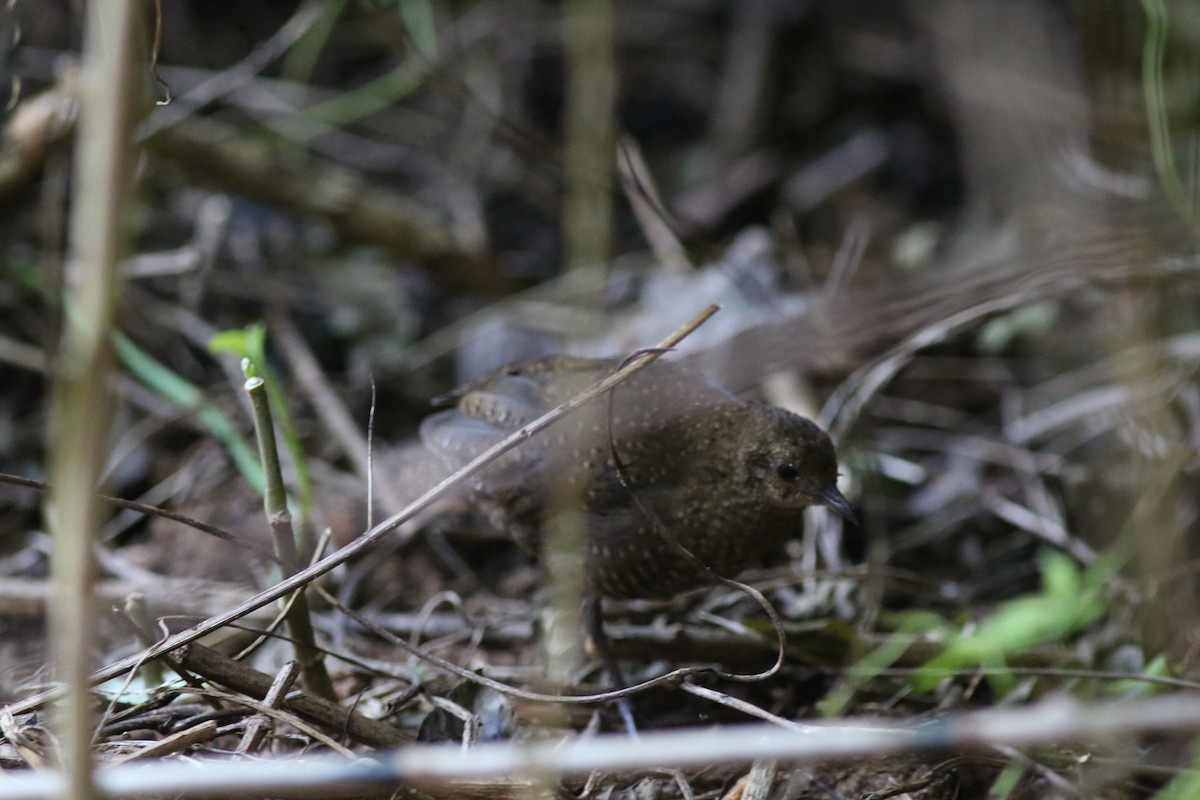 Buff-spotted Flufftail - ML534476751