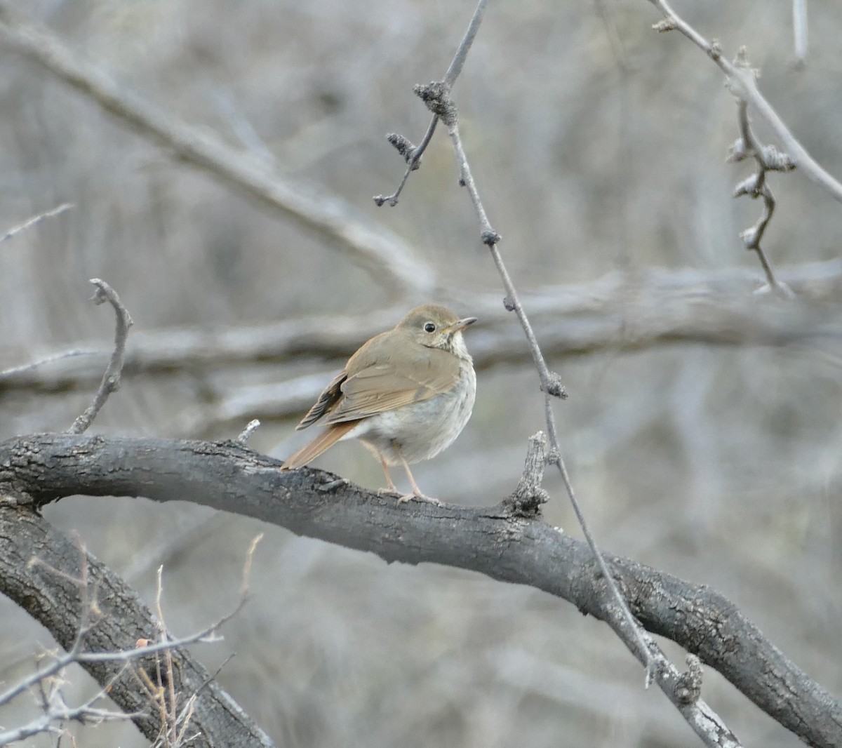 Hermit Thrush - ML534476981