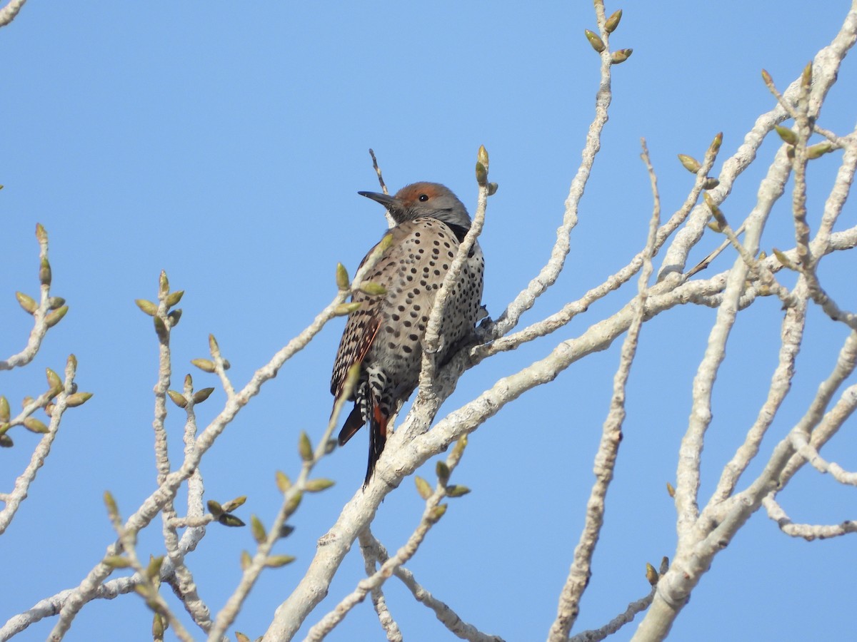 Northern Flicker (Red-shafted) - ML534477111