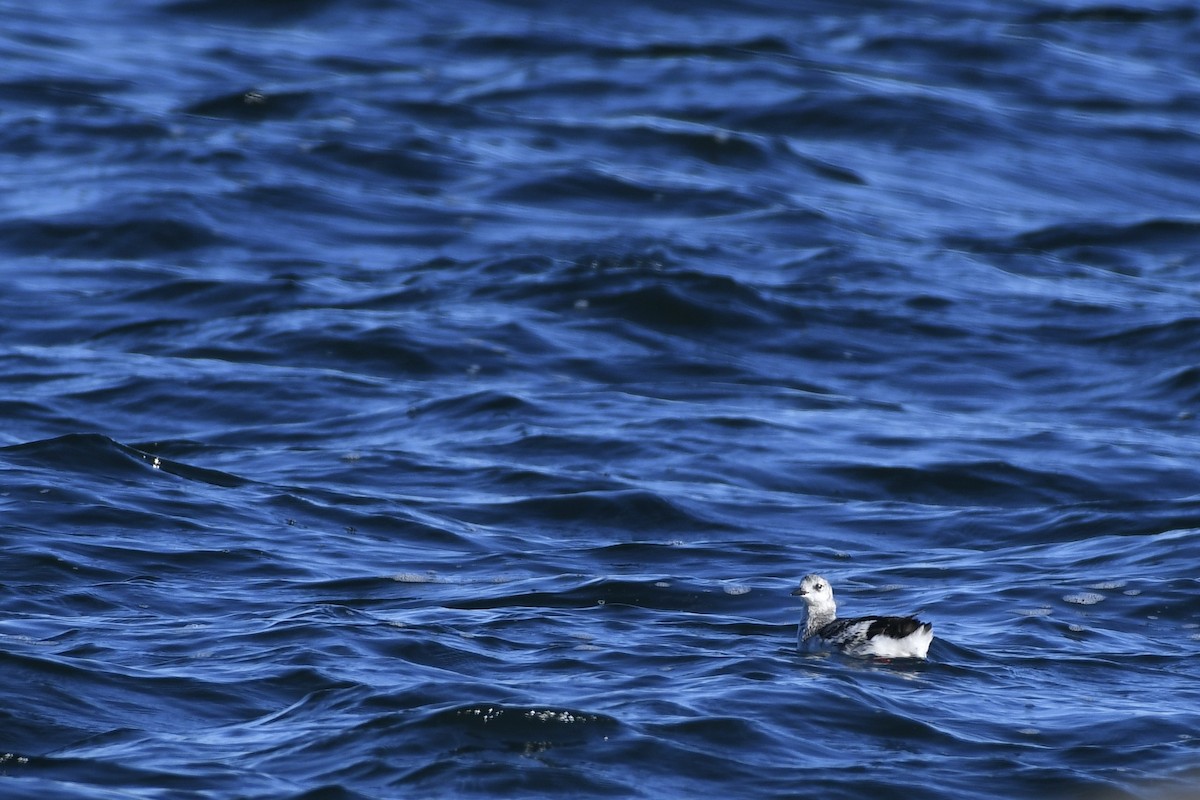 Black Guillemot - ML534478101