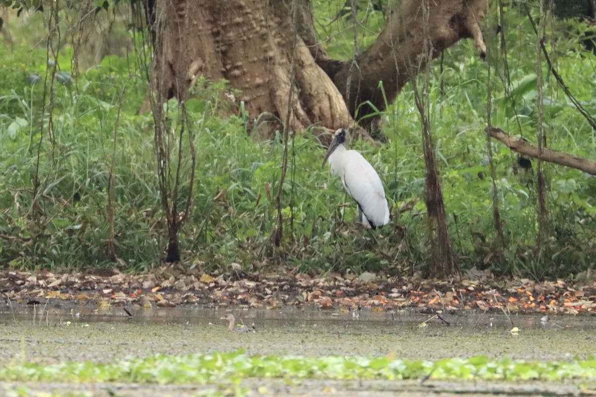 Wood Stork - ML534478311