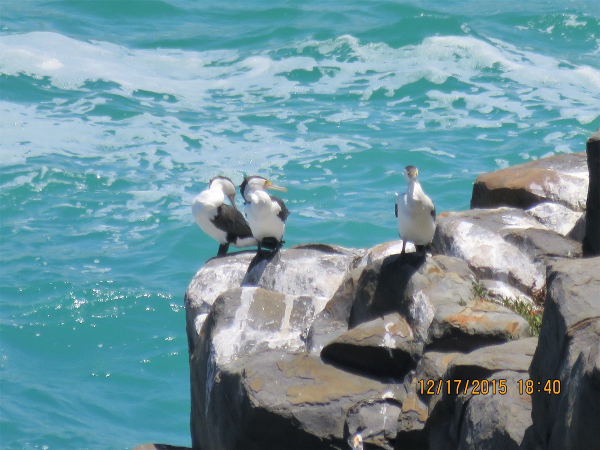 Pied Cormorant - ML534478321