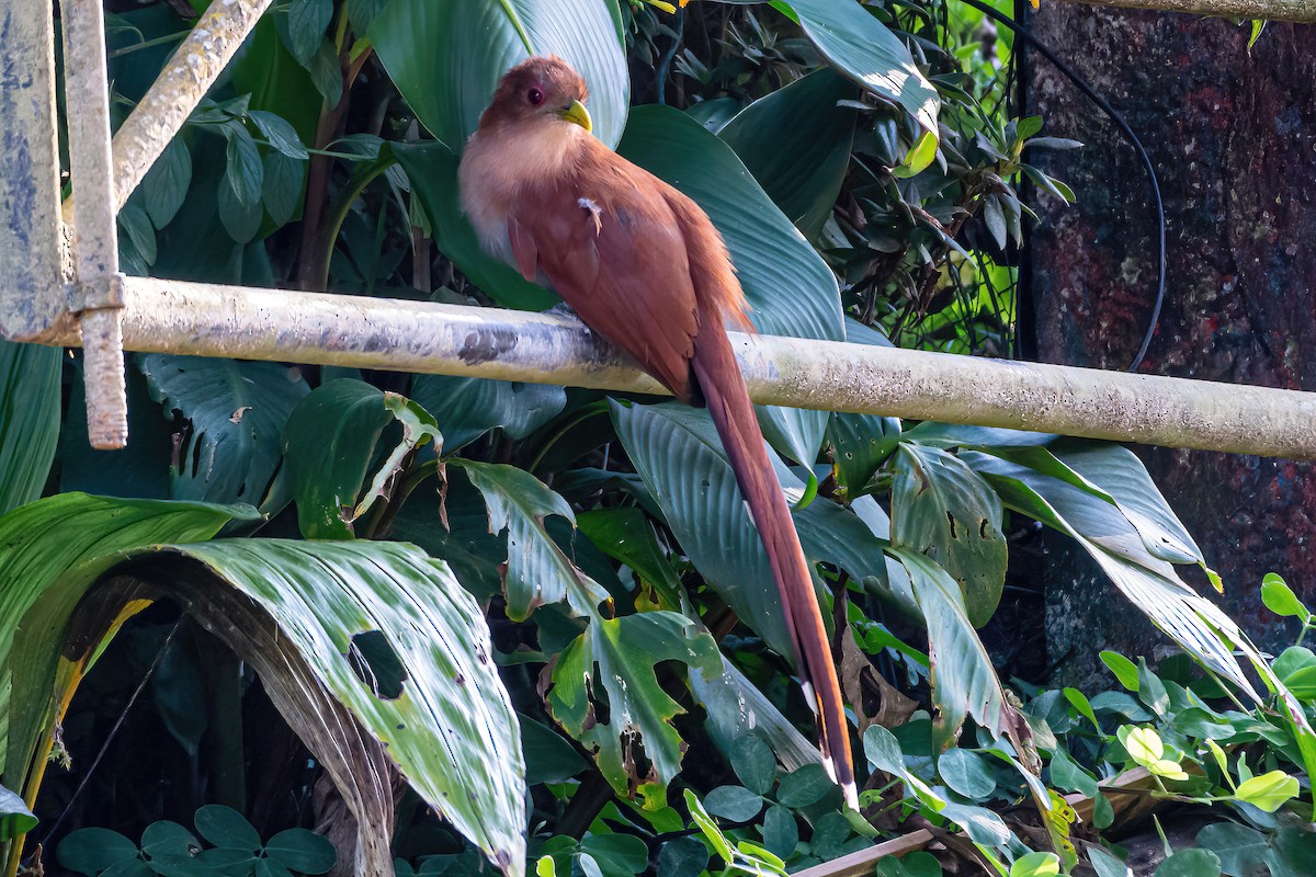 Squirrel Cuckoo - ML534479291