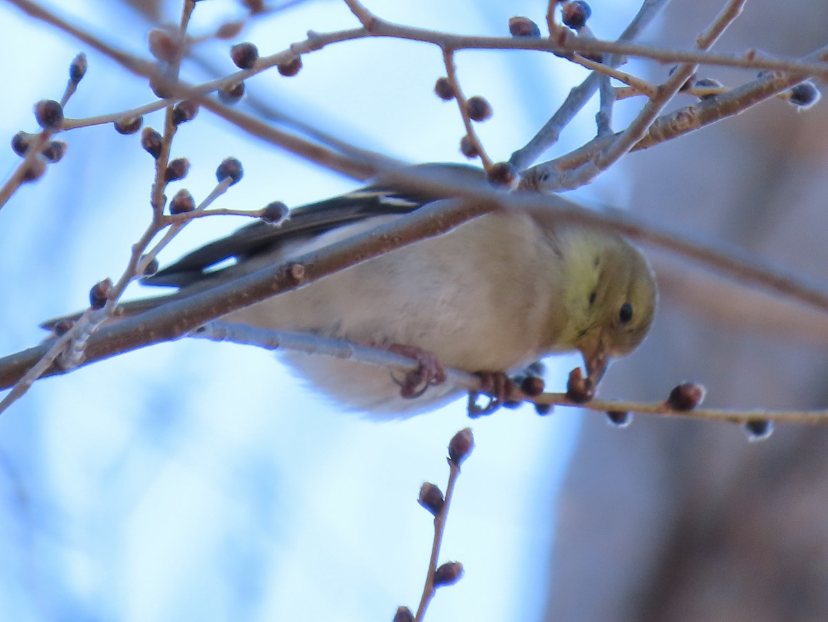 American Goldfinch - ML534479441