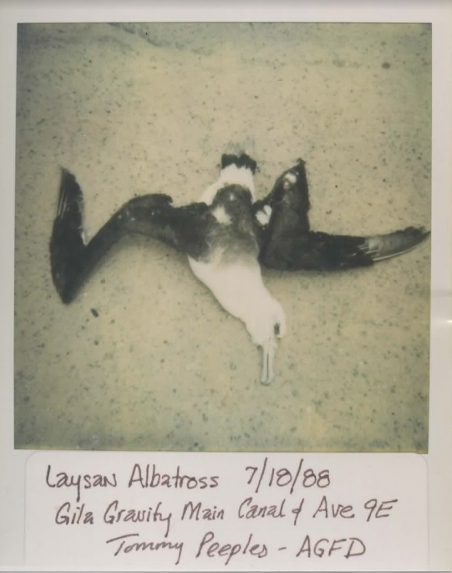 Laysan Albatross - Arizona Bird Committee Data