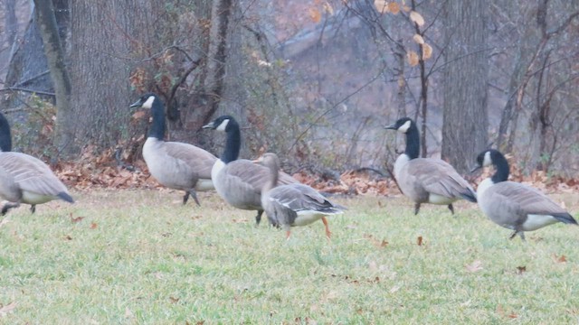 Greater White-fronted Goose - ML534480391