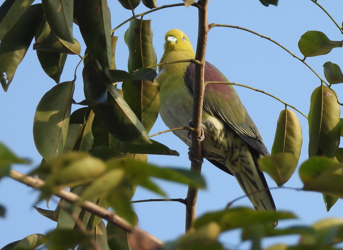 White-bellied Green-Pigeon - ML534480781