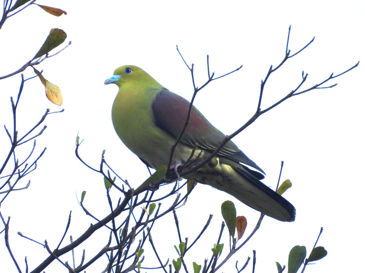 White-bellied Green-Pigeon - ML534480791