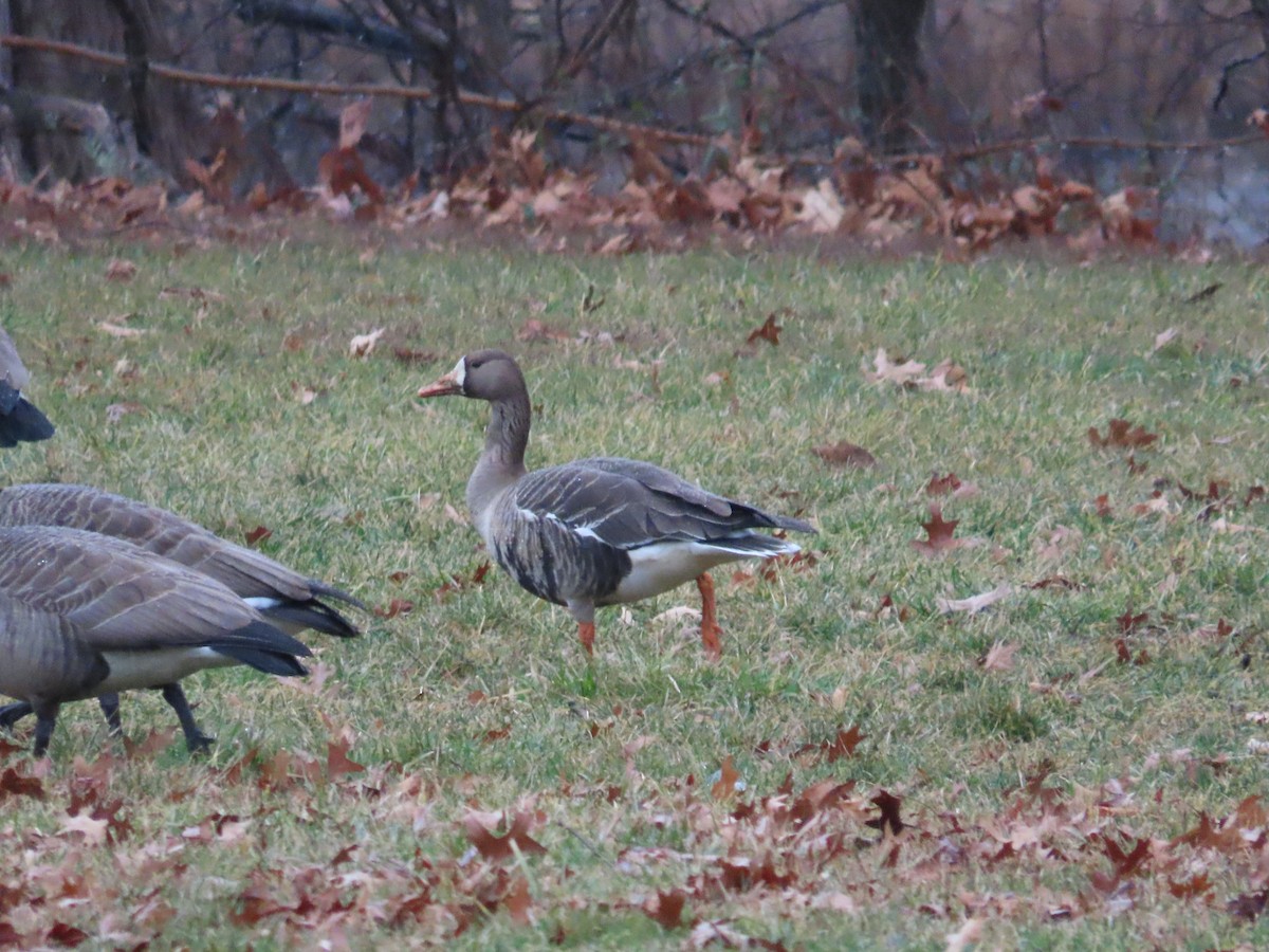 Greater White-fronted Goose - ML534480981