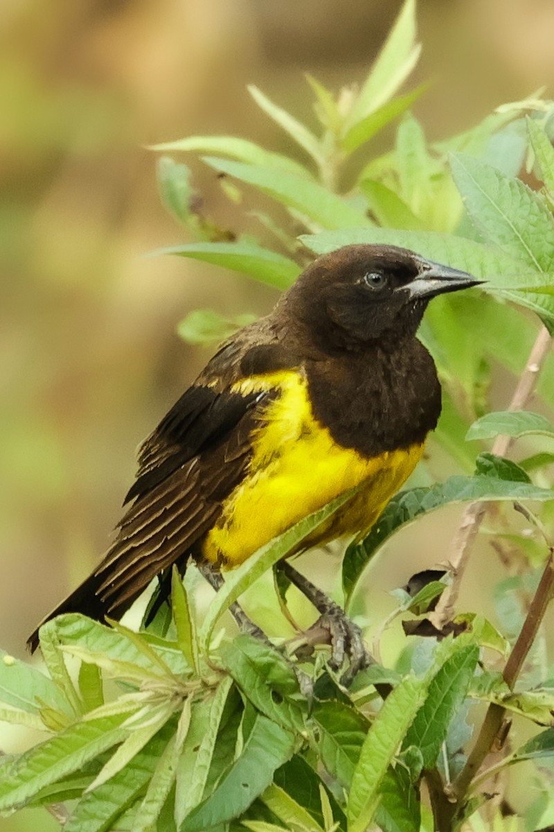 Yellow-rumped Marshbird - ML534483351