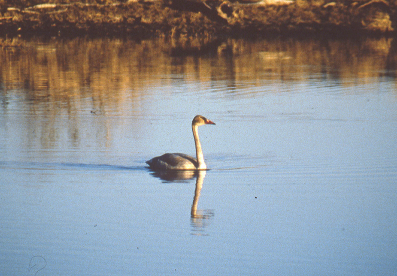 Trumpeter Swan - ML534483451