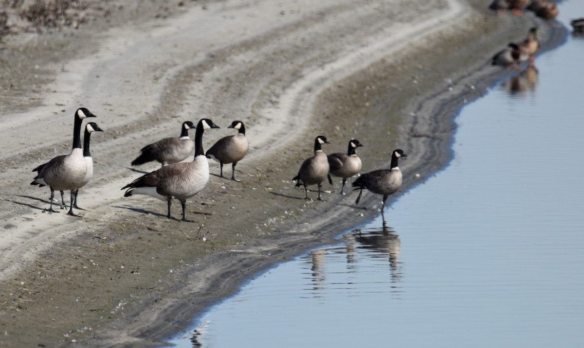 Cackling Goose - ML534483741