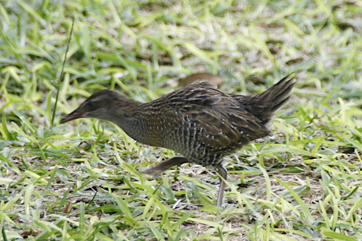 Buff-banded Rail - Leith Woodall