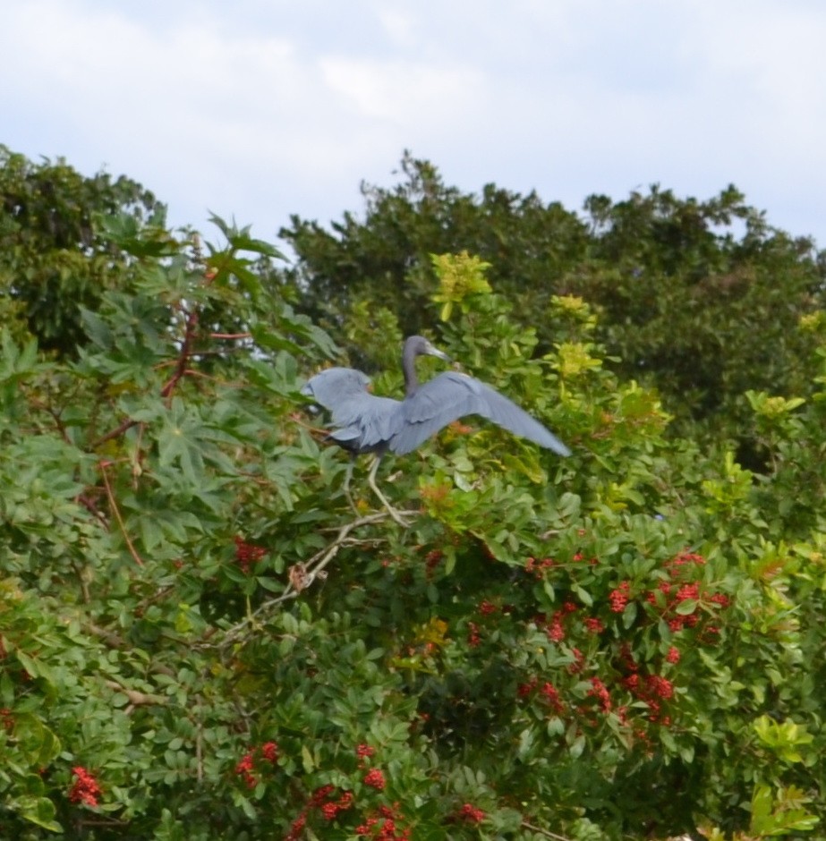 Little Blue Heron - ML53448621