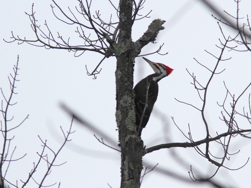 Pileated Woodpecker - ML534487801