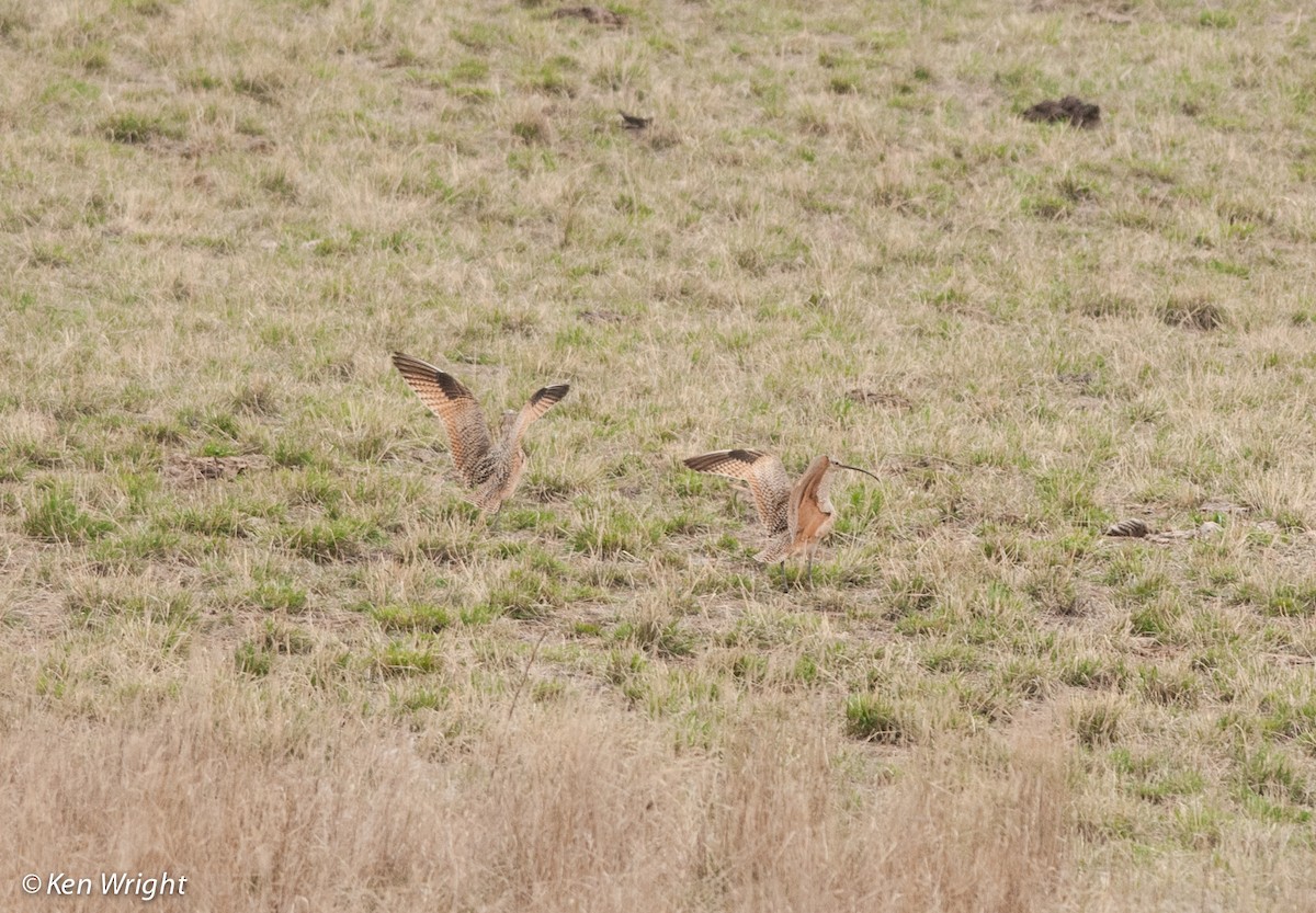 Long-billed Curlew - ML53448781