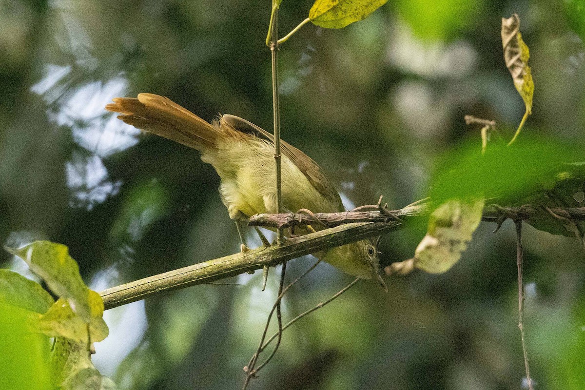 Bulbul de Cabanis (groupe cabanisi) - ML534487841