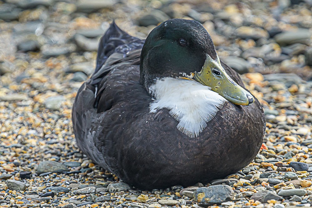 Mallard (Domestic type) - Bert Filemyr