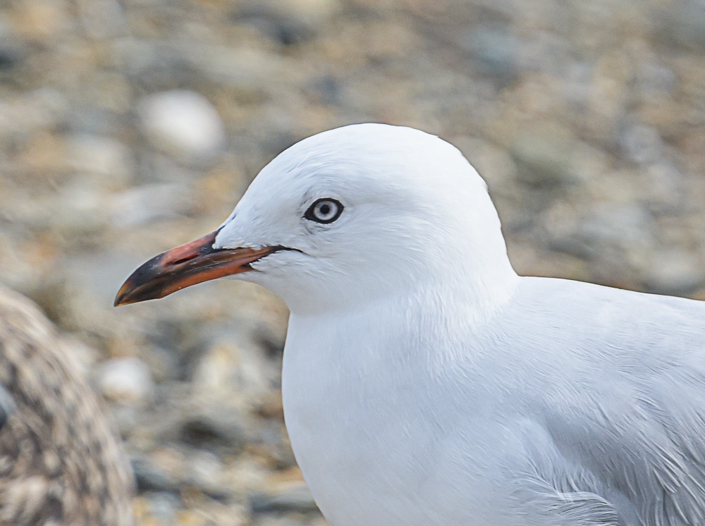 Gaviota Maorí - ML534488871