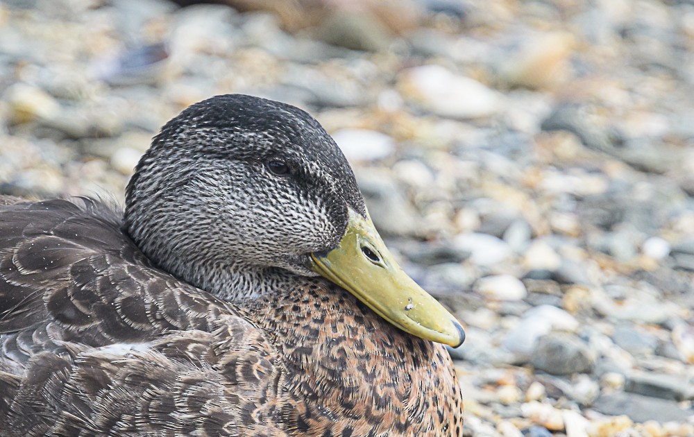 Canard colvert - ML534488931