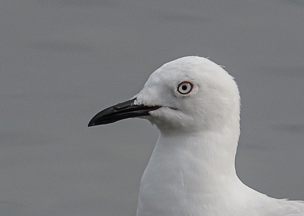 Gaviota Plateada - ML534488971