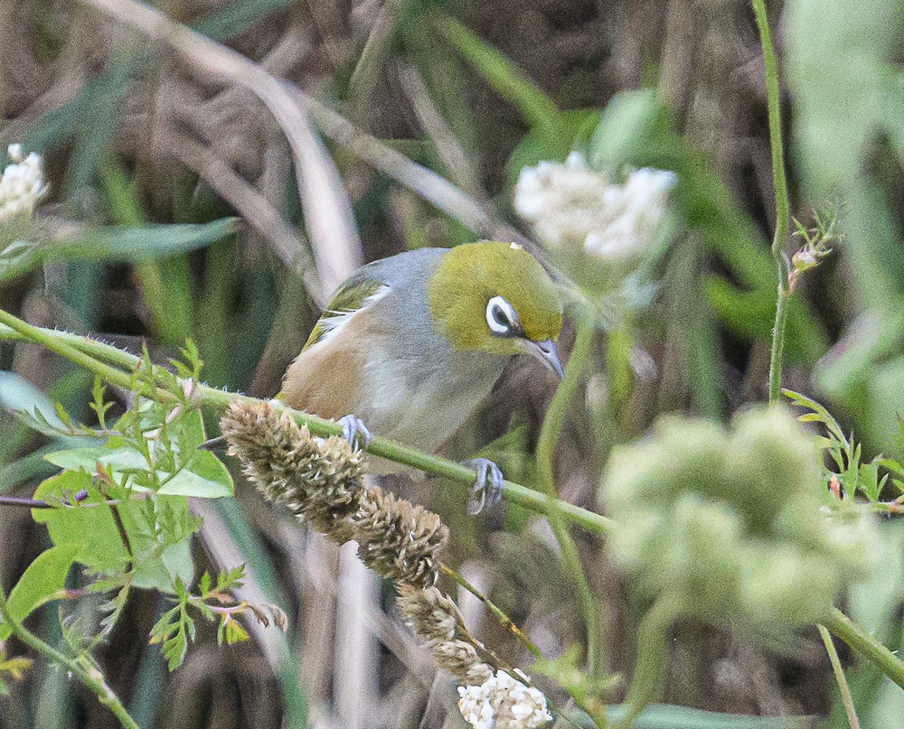 Graumantel-Brillenvogel - ML534489051